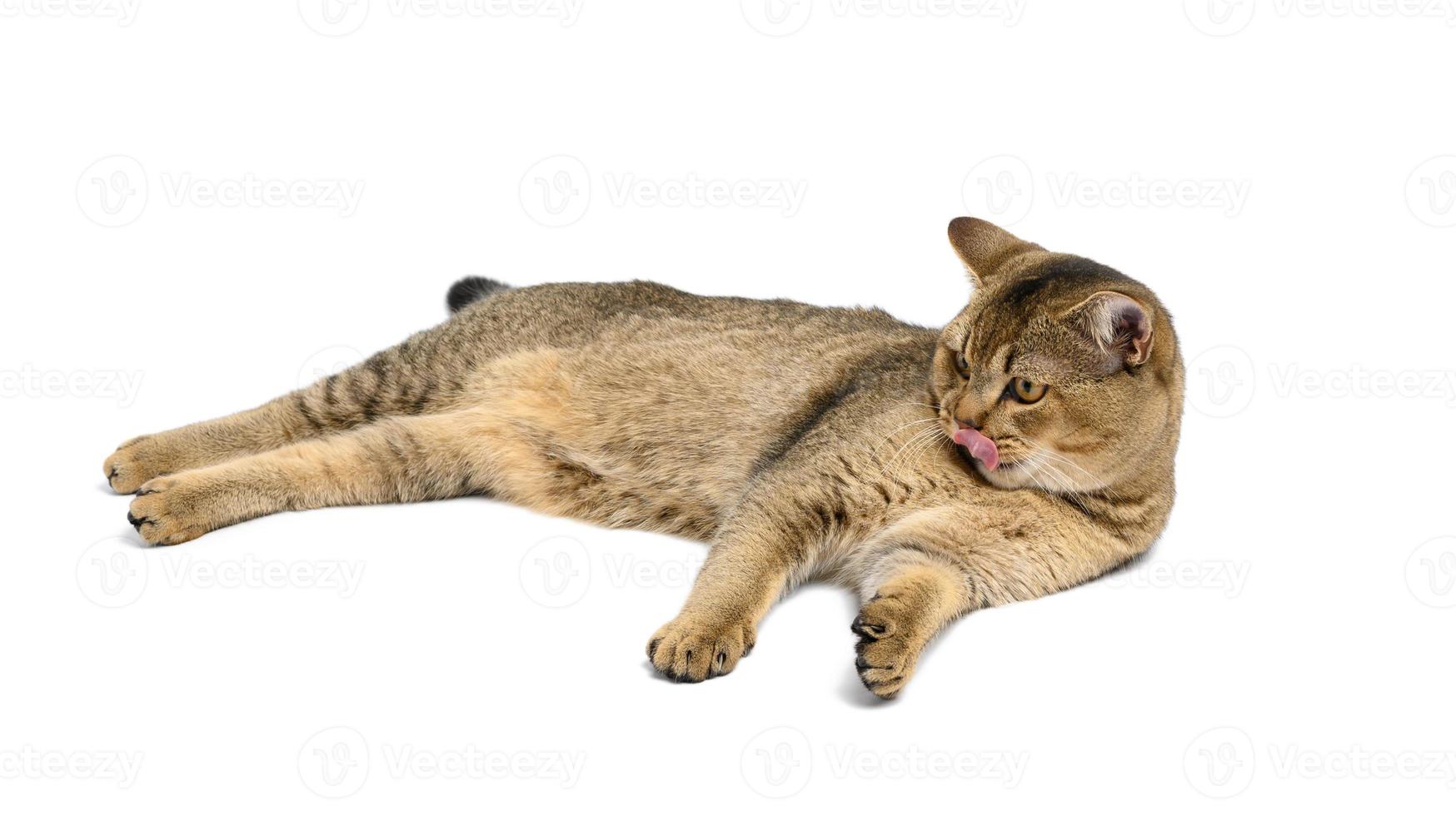 adult gray Scottish straight chinchilla cat lies on a white isolated background photo