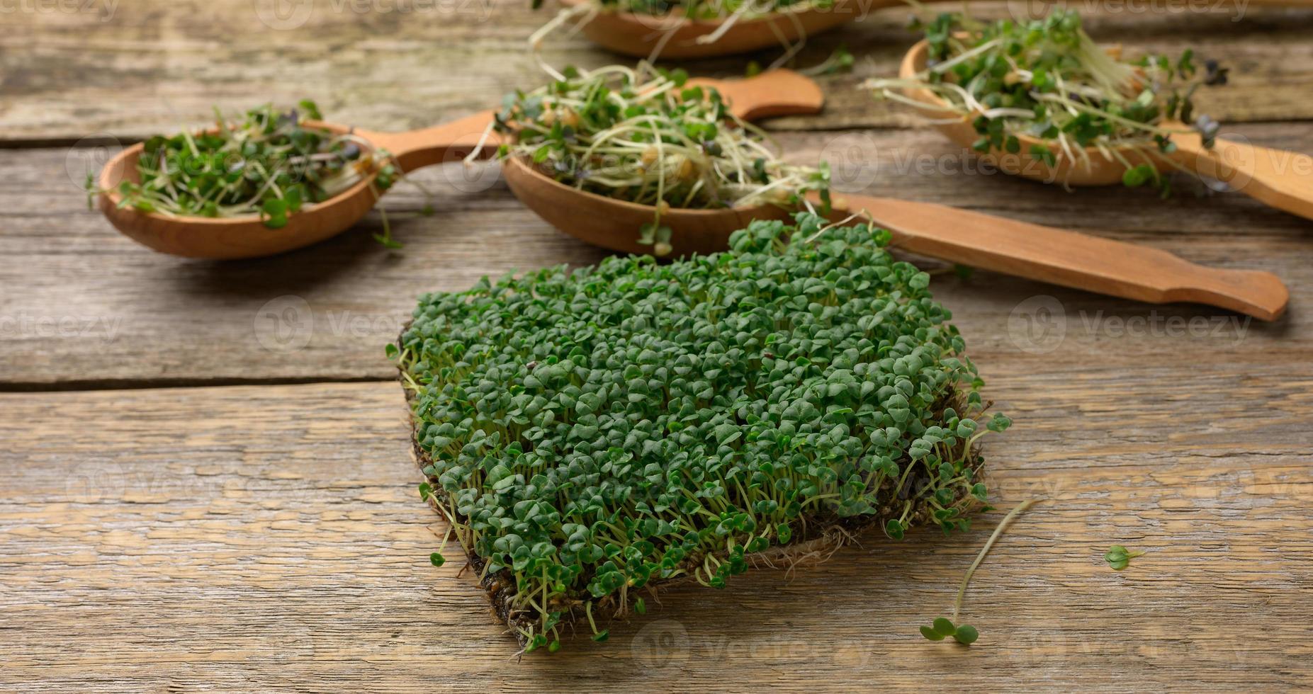 green sprouts of chia, arugula and mustard on a table from gray wooden boards, top view photo