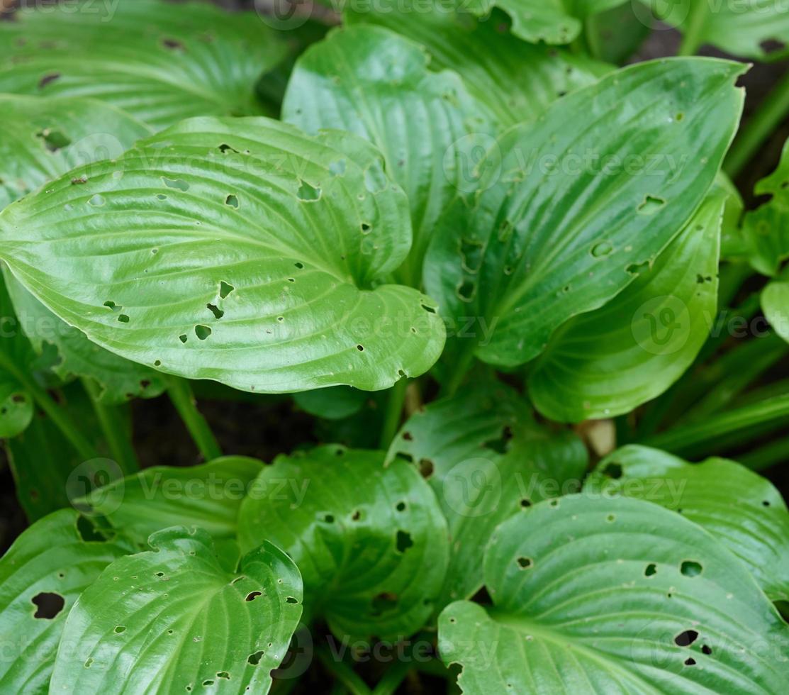 the green leaves of the plant are eaten by slugs. Garden pests photo