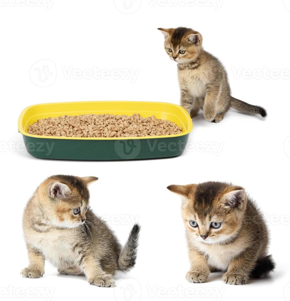 Kitten golden ticked scottish chinchilla straight sitting next to a plastic toilet with sawdust. Animal on a white background, toilet training photo