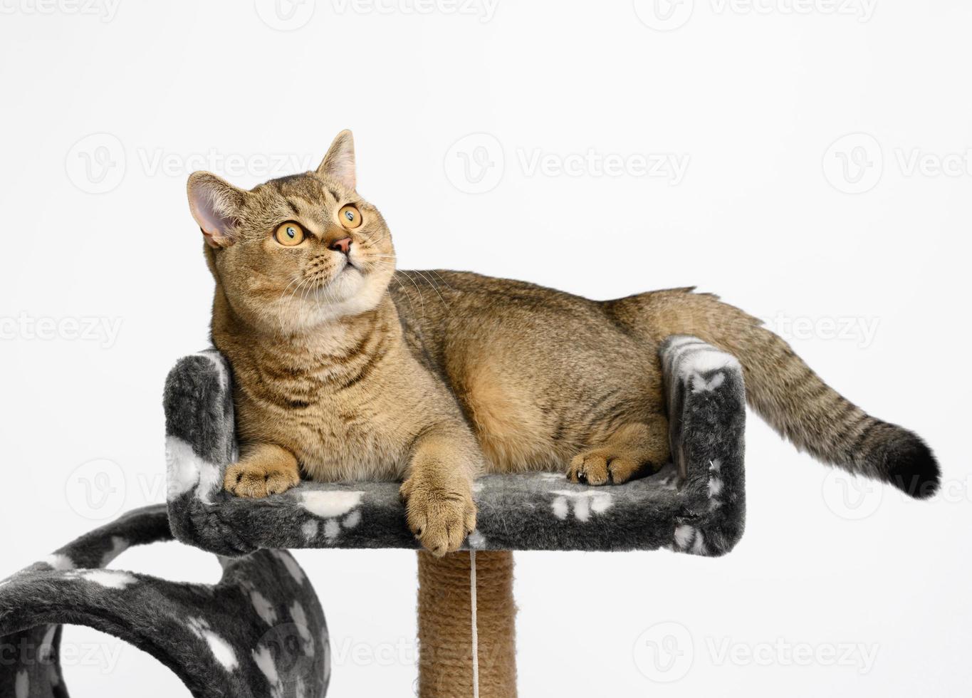 gray purebred kitten Scottish straight chinchilla lies on a multi-level playhouse photo