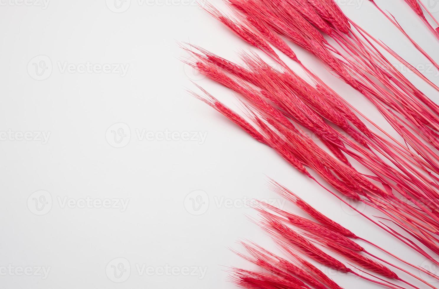 bunch of red wheat on a white background. Abstract background for designer photo