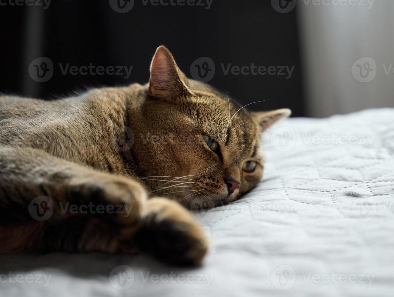 adult purebred short-haired cat Scottish Straight sleeps on a gray bedspread, close up photo