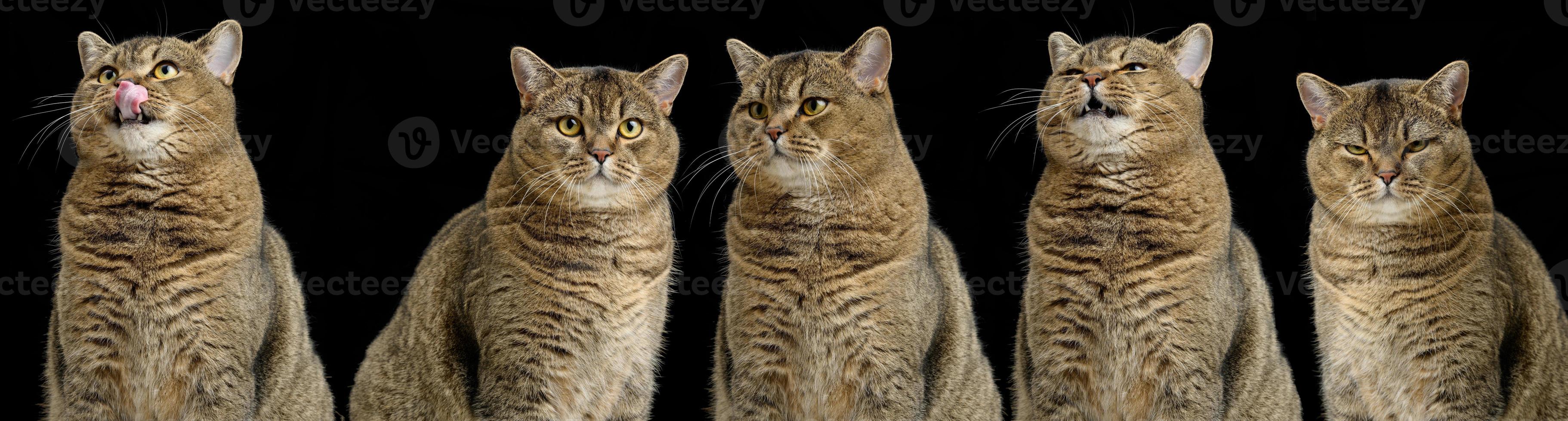Adult purebred Scottish straight cat sits on a black background. Animal with different emotions, funny, sad, angry and curious photo