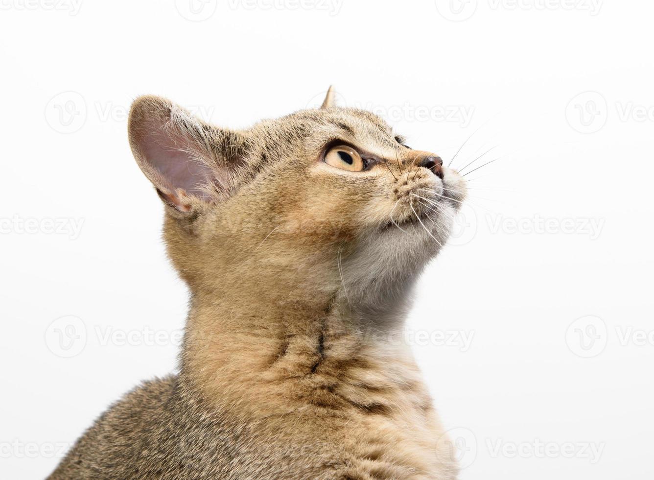 Gatito golden chinchilla escocesa marcada directamente sobre un fondo blanco, de cerca foto