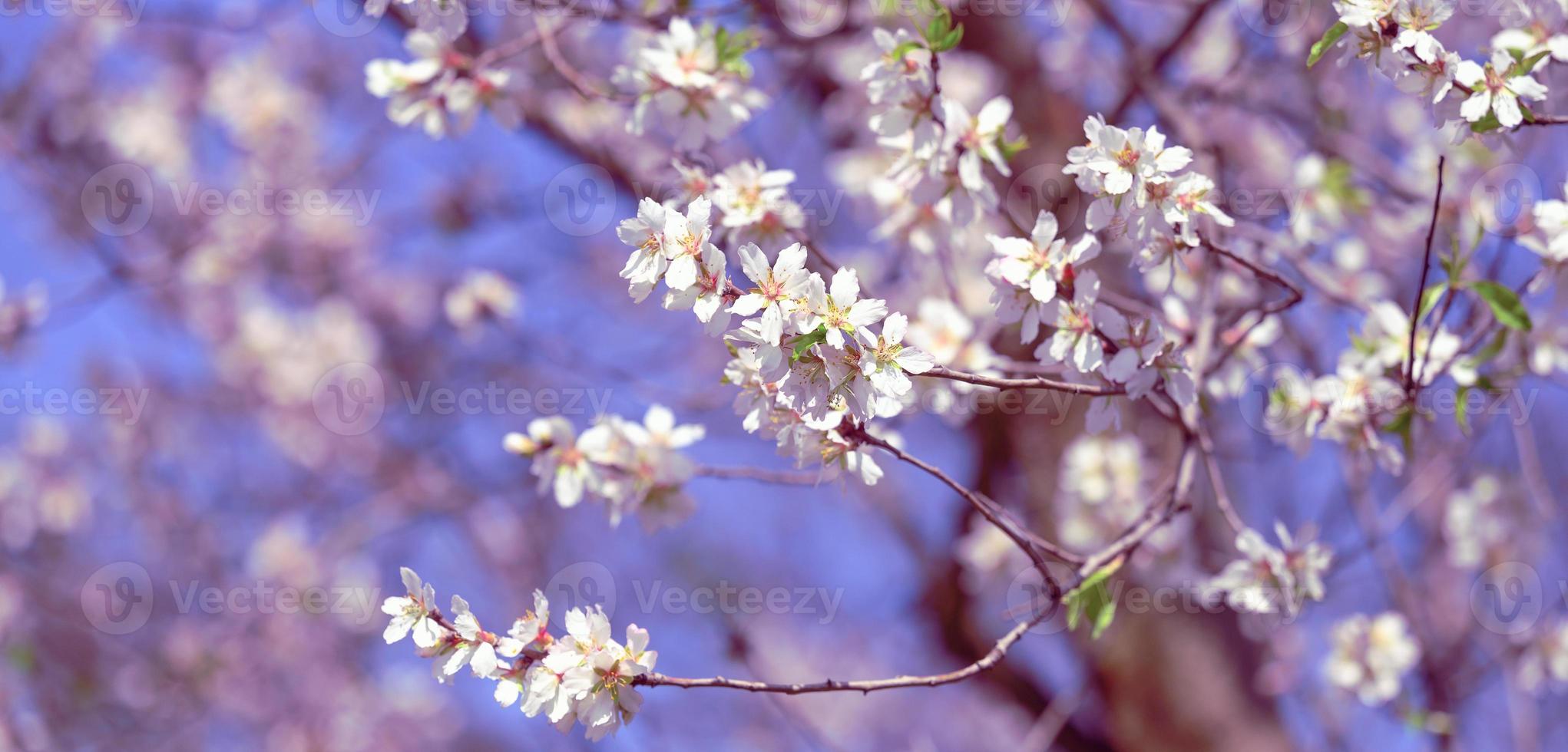 branch with white almond flowers on blue sky background photo