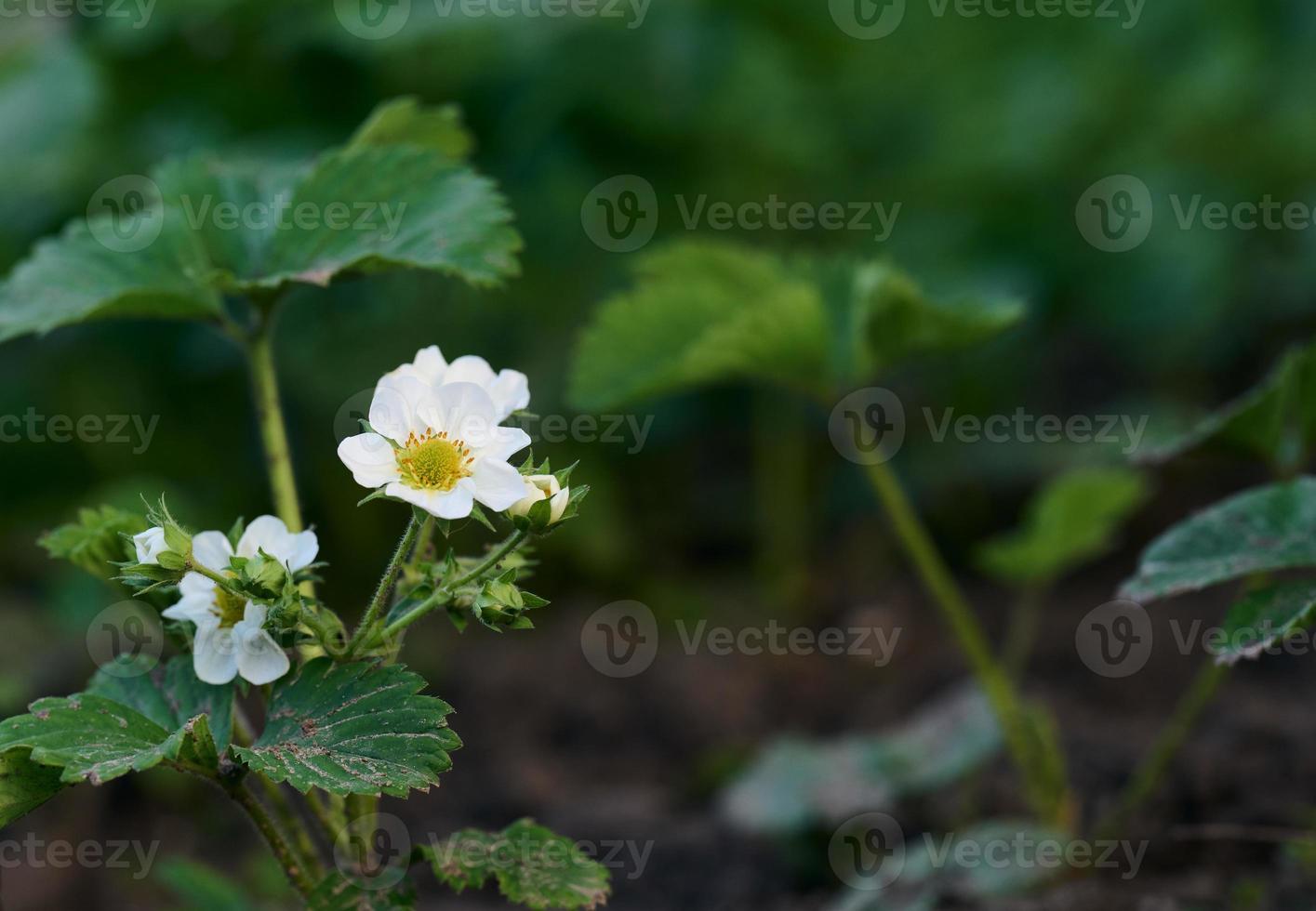 Strawberry bush with green leaves and white flowers in vegetable garden, fruit growing photo