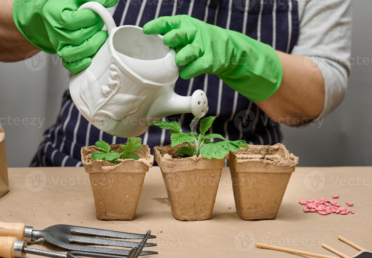 A woman at home is watering plants in paper cups. Growing plants and
