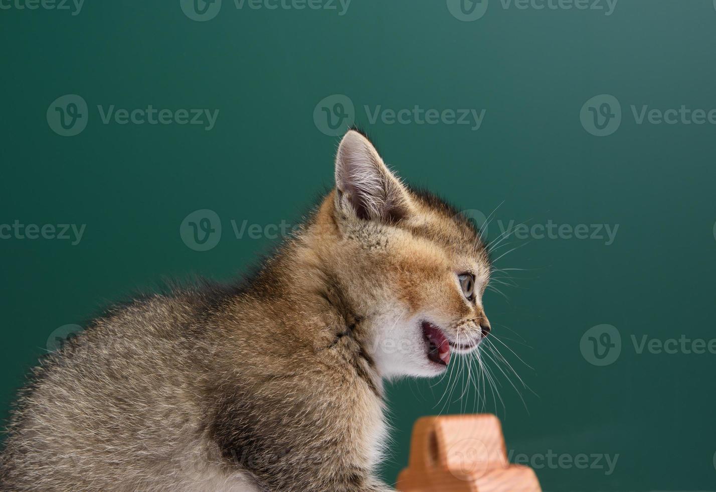 Kitten Scottish chinchilla straight sits on agreen background photo
