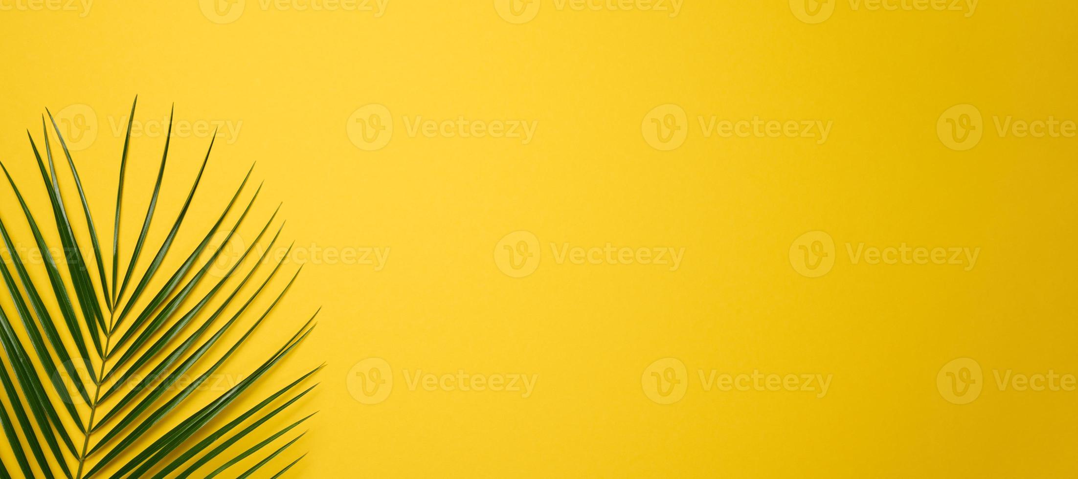 green leaf of palm tree on yellow background. Top view, backdrop for text photo