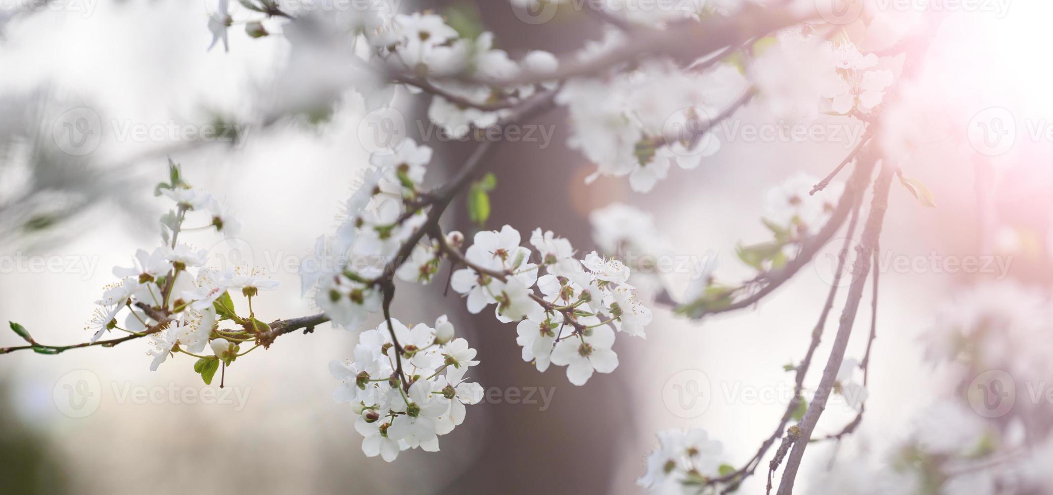 plum branch with white flowers in the park, selective focus, banner photo