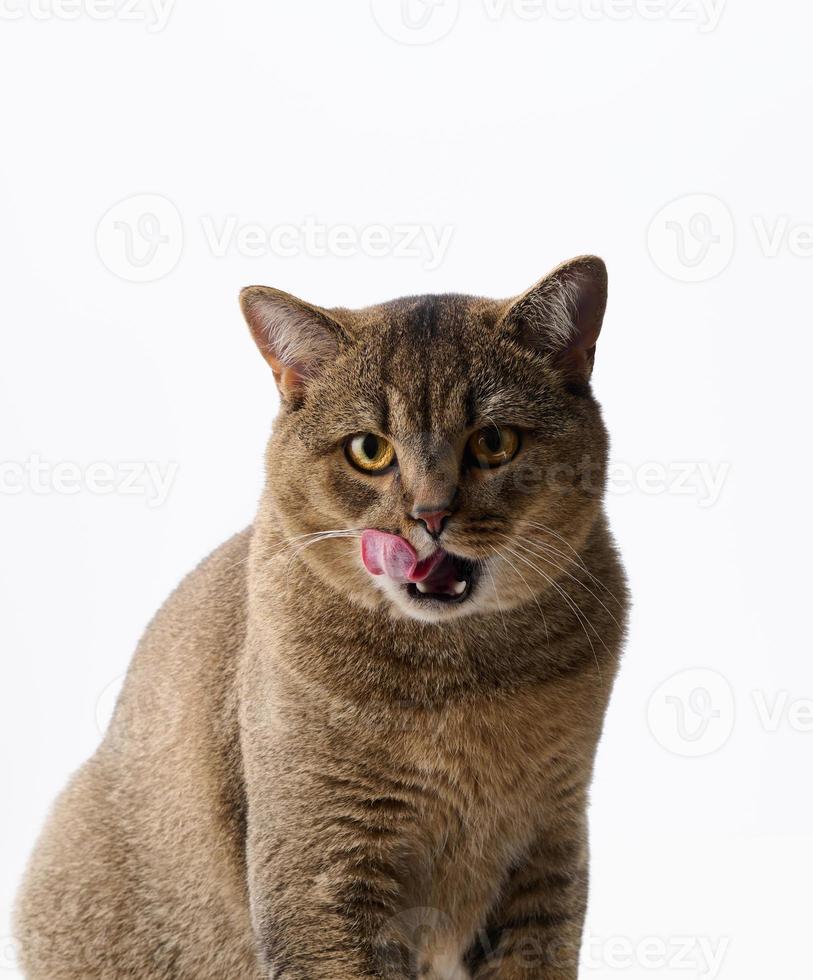 gato gris adulto escocés sid recto sobre un fondo blanco y se lame los labios. animales lindos foto