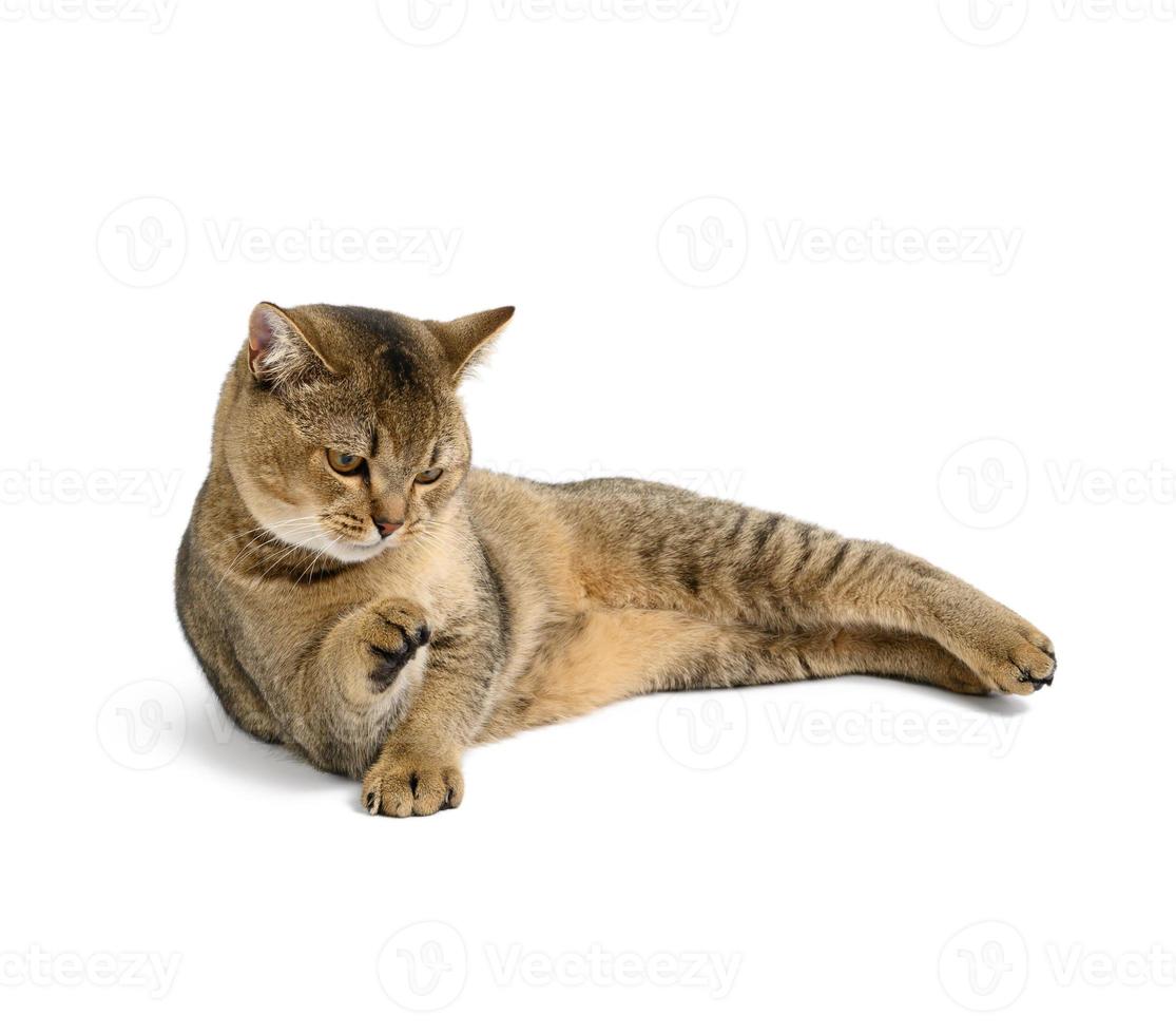 adult gray Scottish straight chinchilla cat lies on a white isolated background photo
