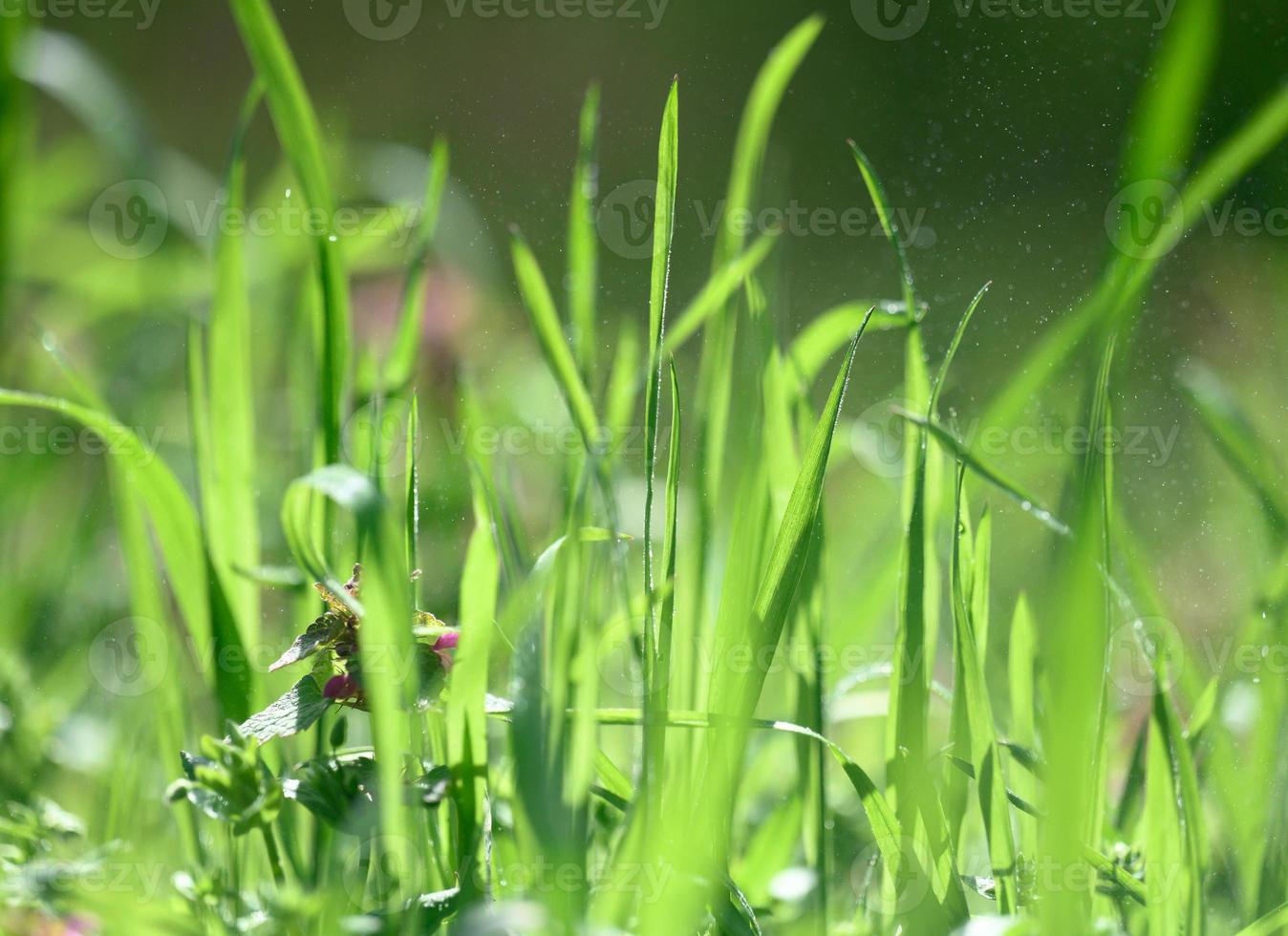 lawn with green lush grass in the park on a spring day, sunny photo