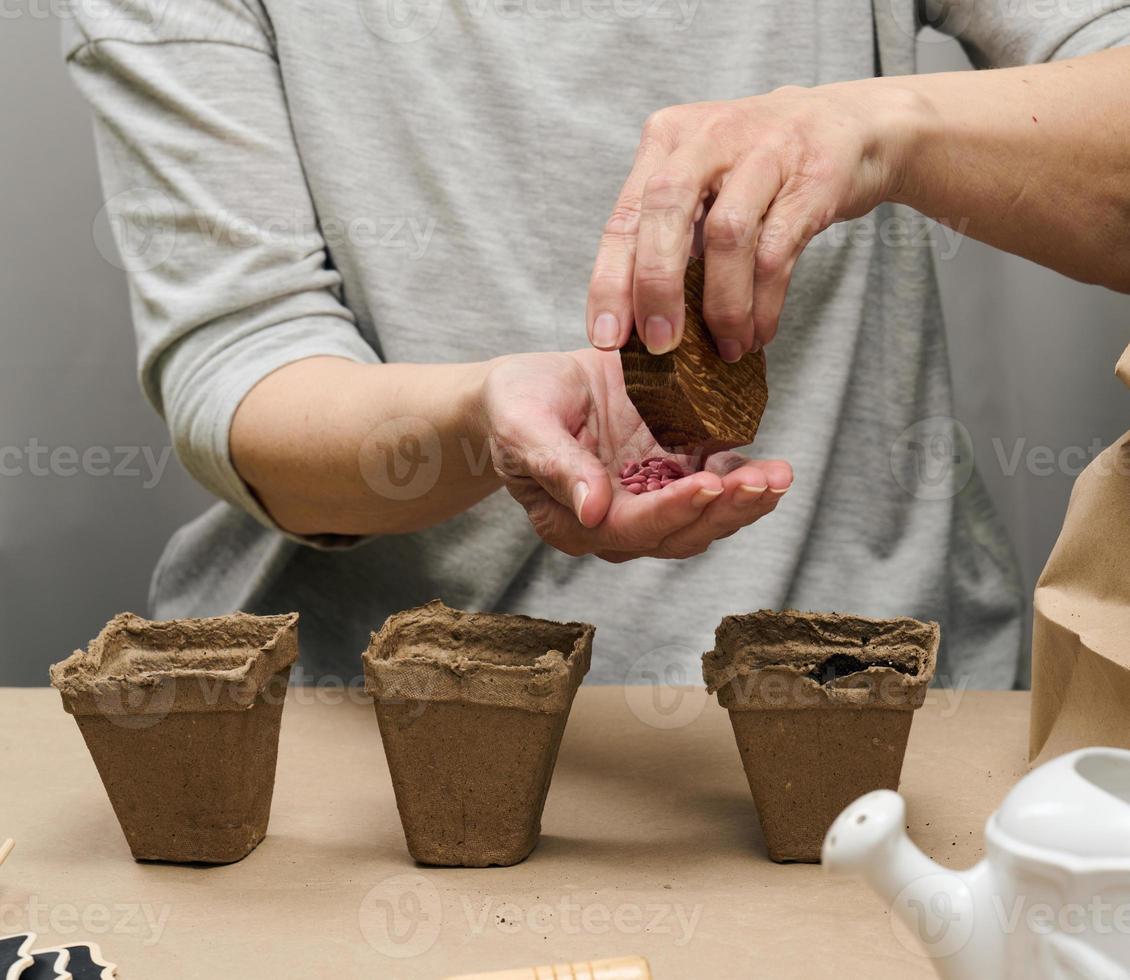 Cucumber seeds in a female palm. Planting seeds in paper cardboard cup at home, hobby photo