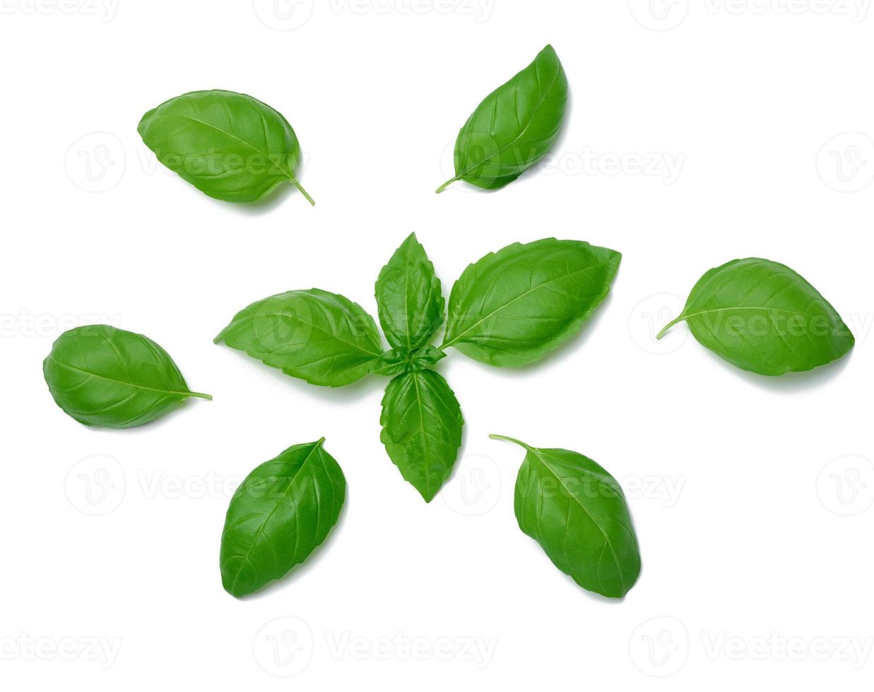 Various green basil leaves isolated on white background photo