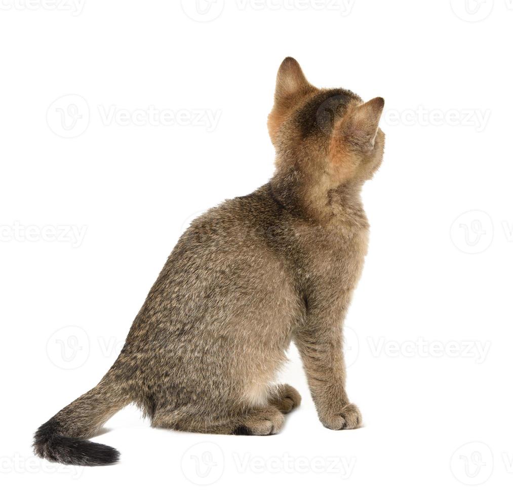 gatito escocés chinchilla recto sentado sobre un fondo blanco foto