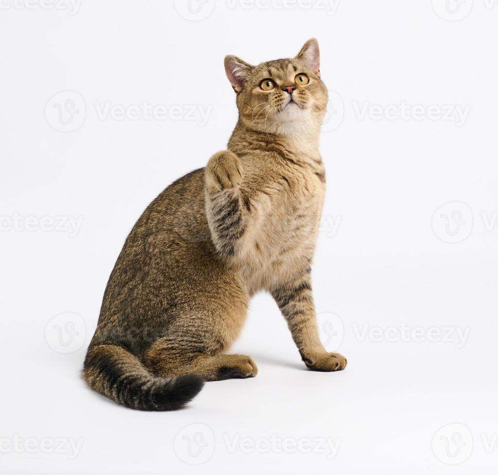 adult gray Scottish straight cat sits on a white background photo