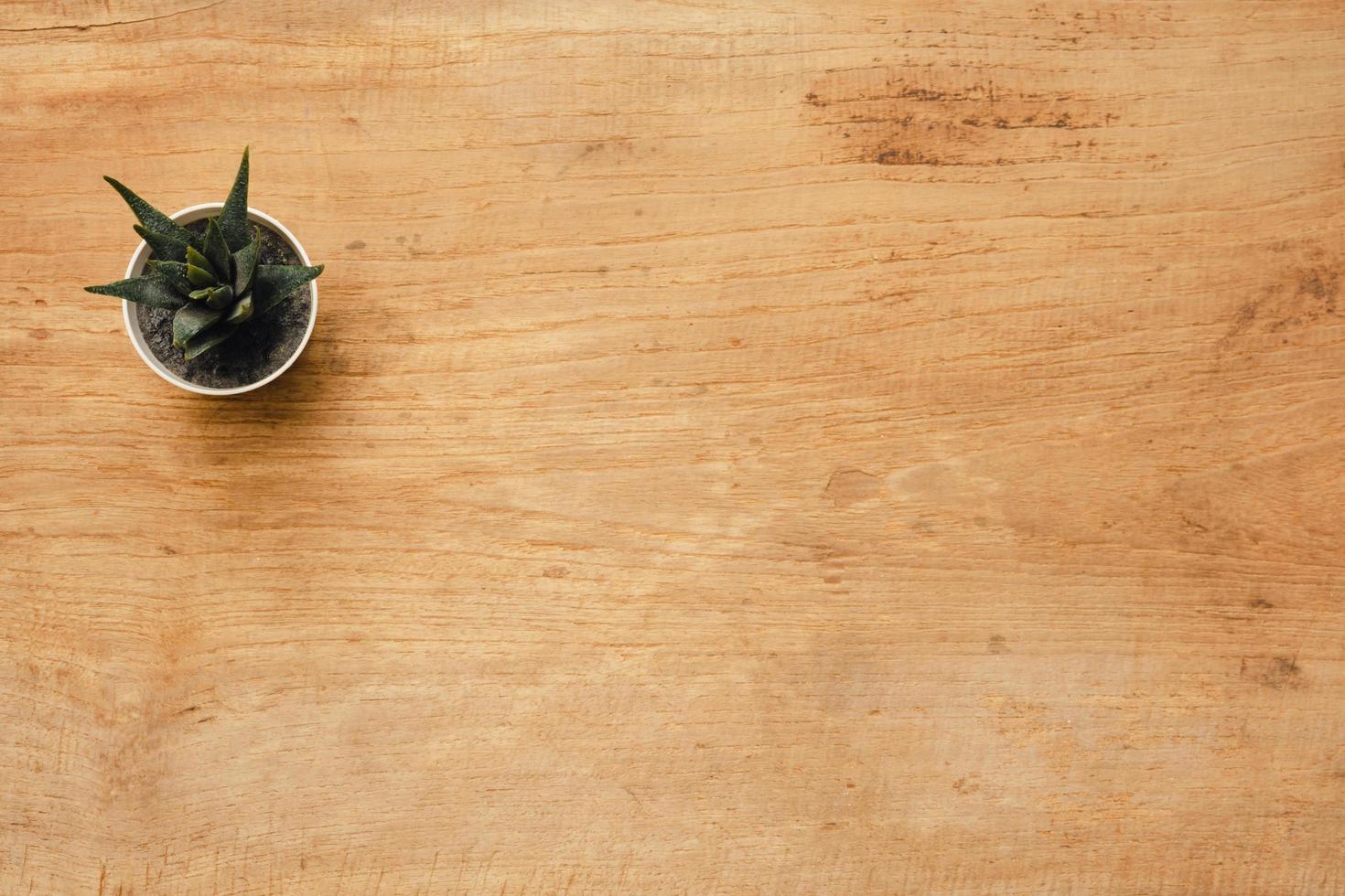 Top view of pat plant on wooden table background with copy space photo