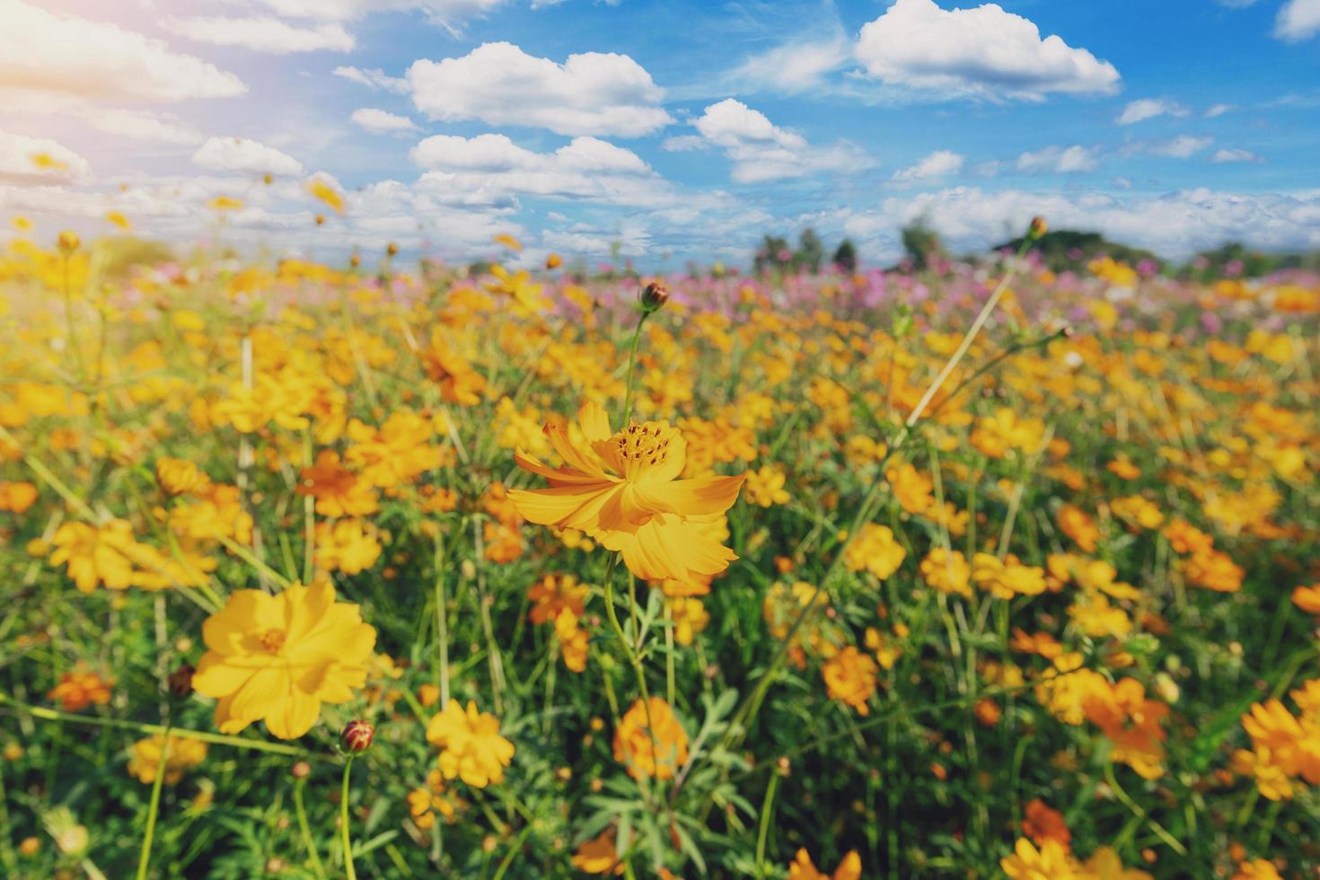 Natural view cosmos filed and sunset on garden background photo