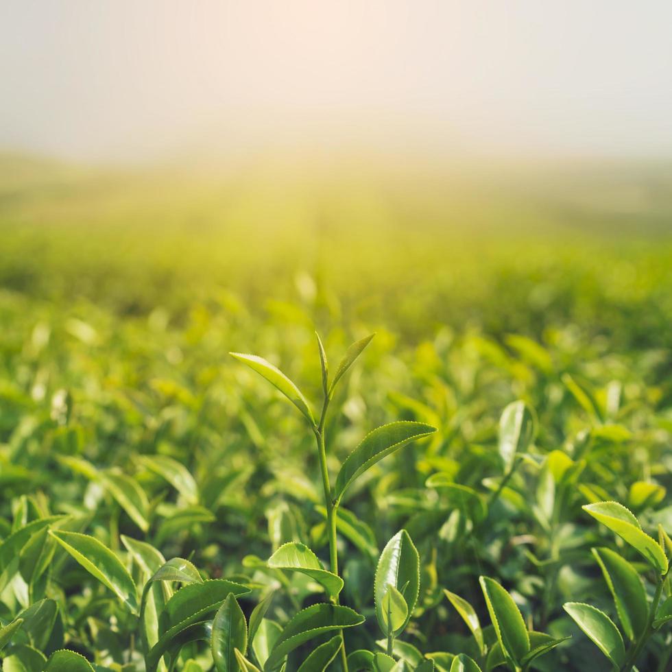 Green tea buds and leaves at early morning on plantation and sunrise photo