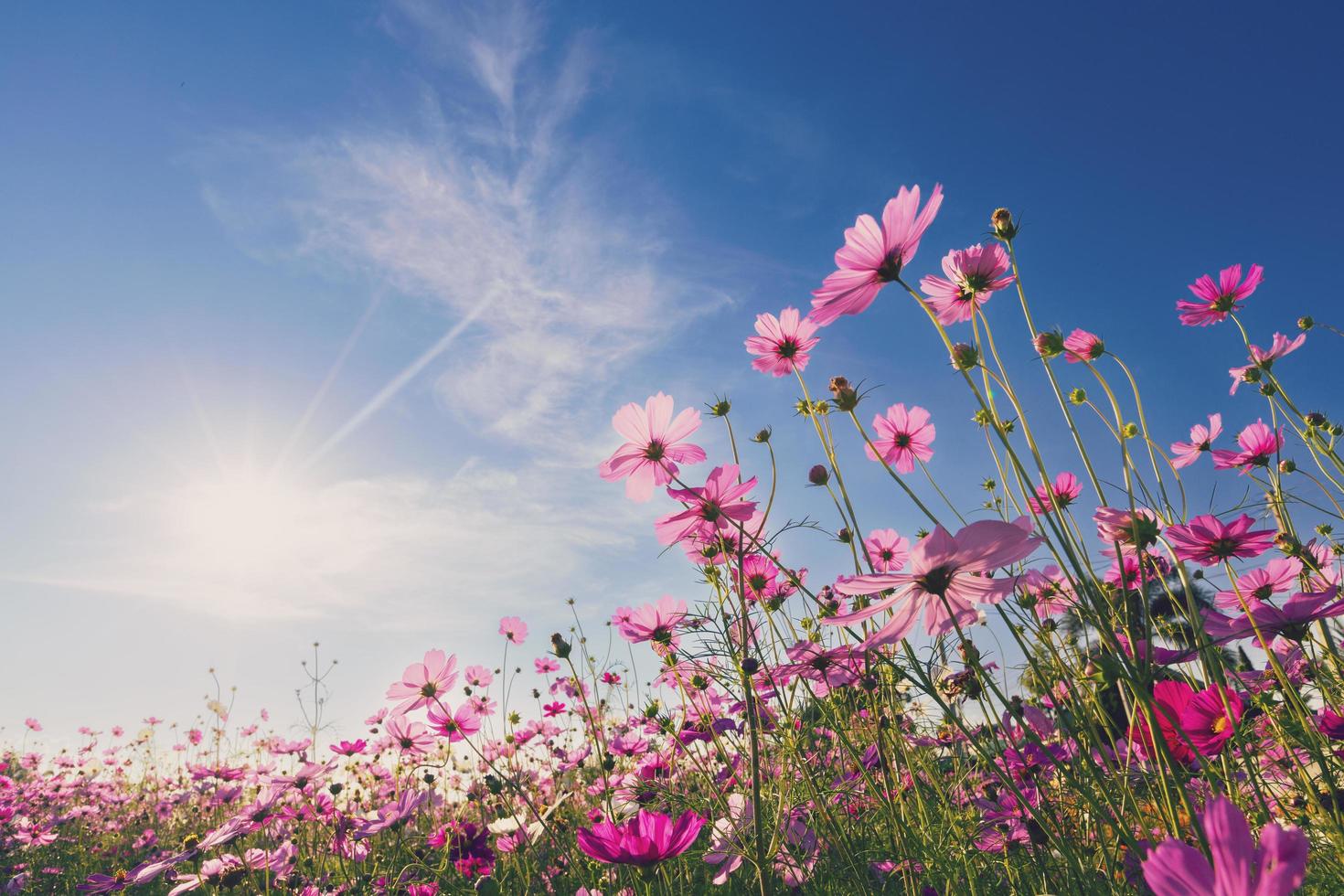 Natural view cosmos filed and sunset on garden background photo