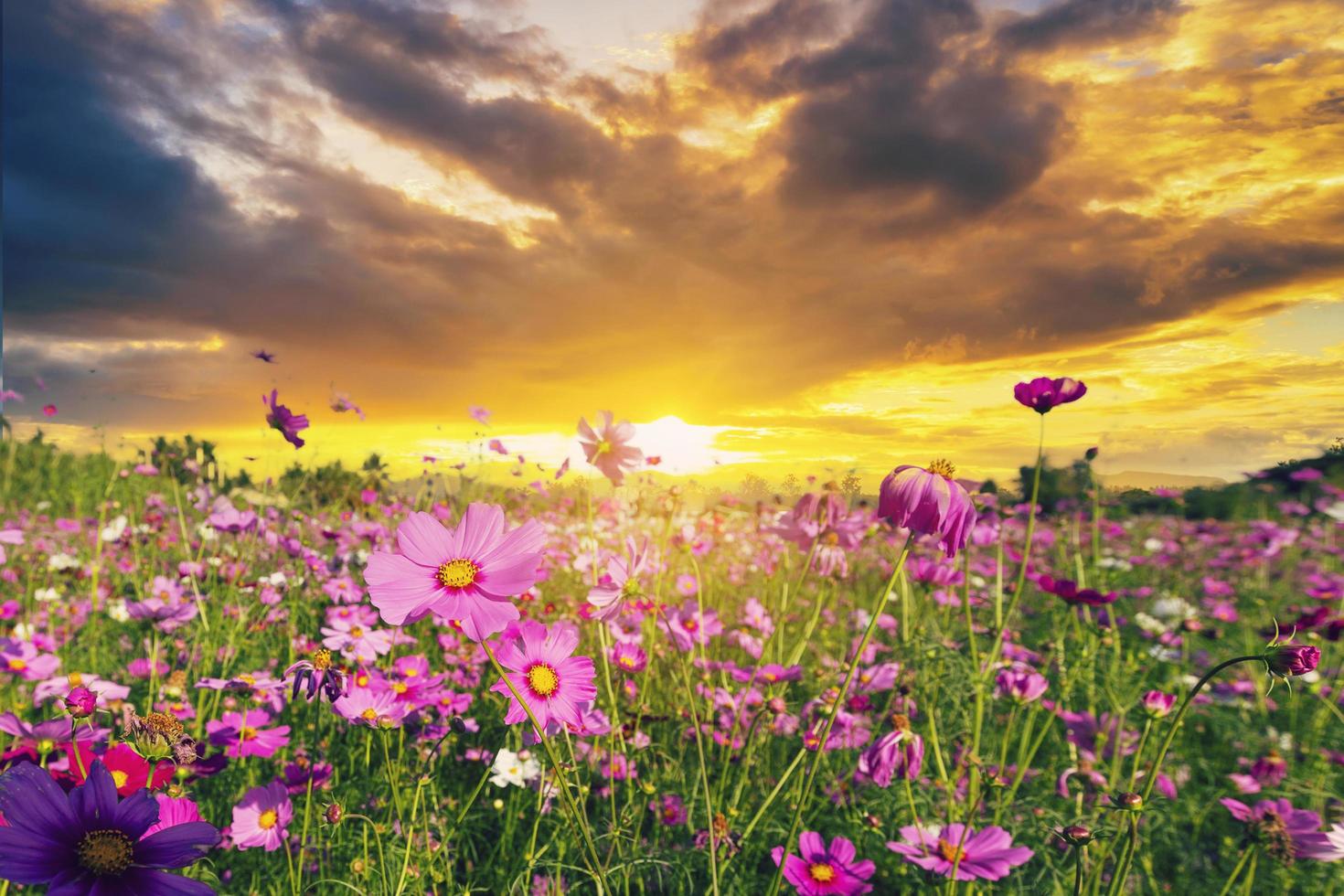 Natural view cosmos filed and sunset on garden background photo