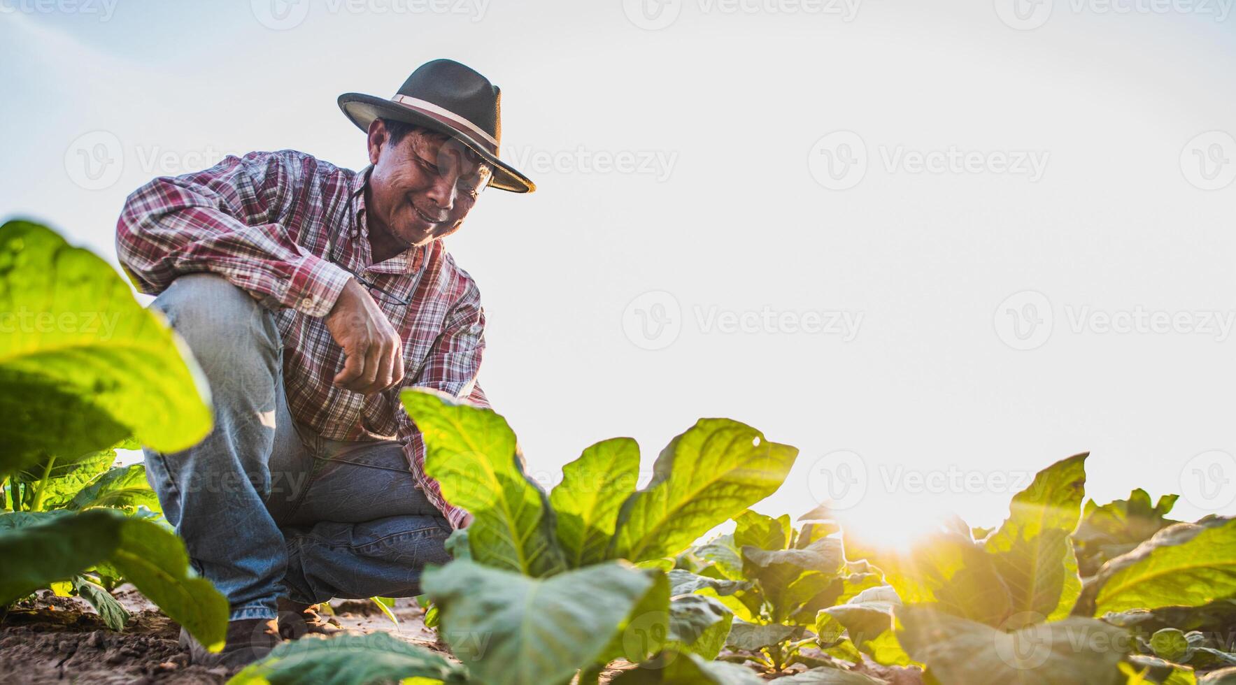 Asian senior male farmer working in tobacco plantation photo