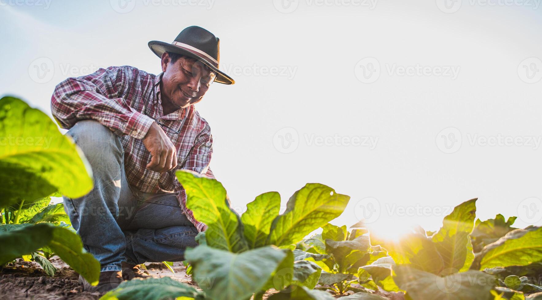 Asian senior male farmer working in tobacco plantation photo