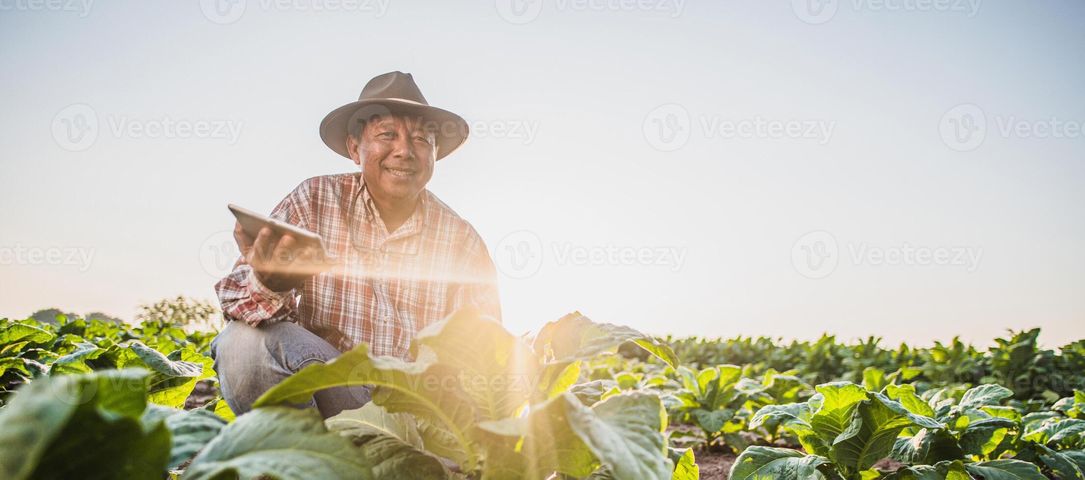 agricultor asiático senior que trabaja en una plantación de tabaco foto