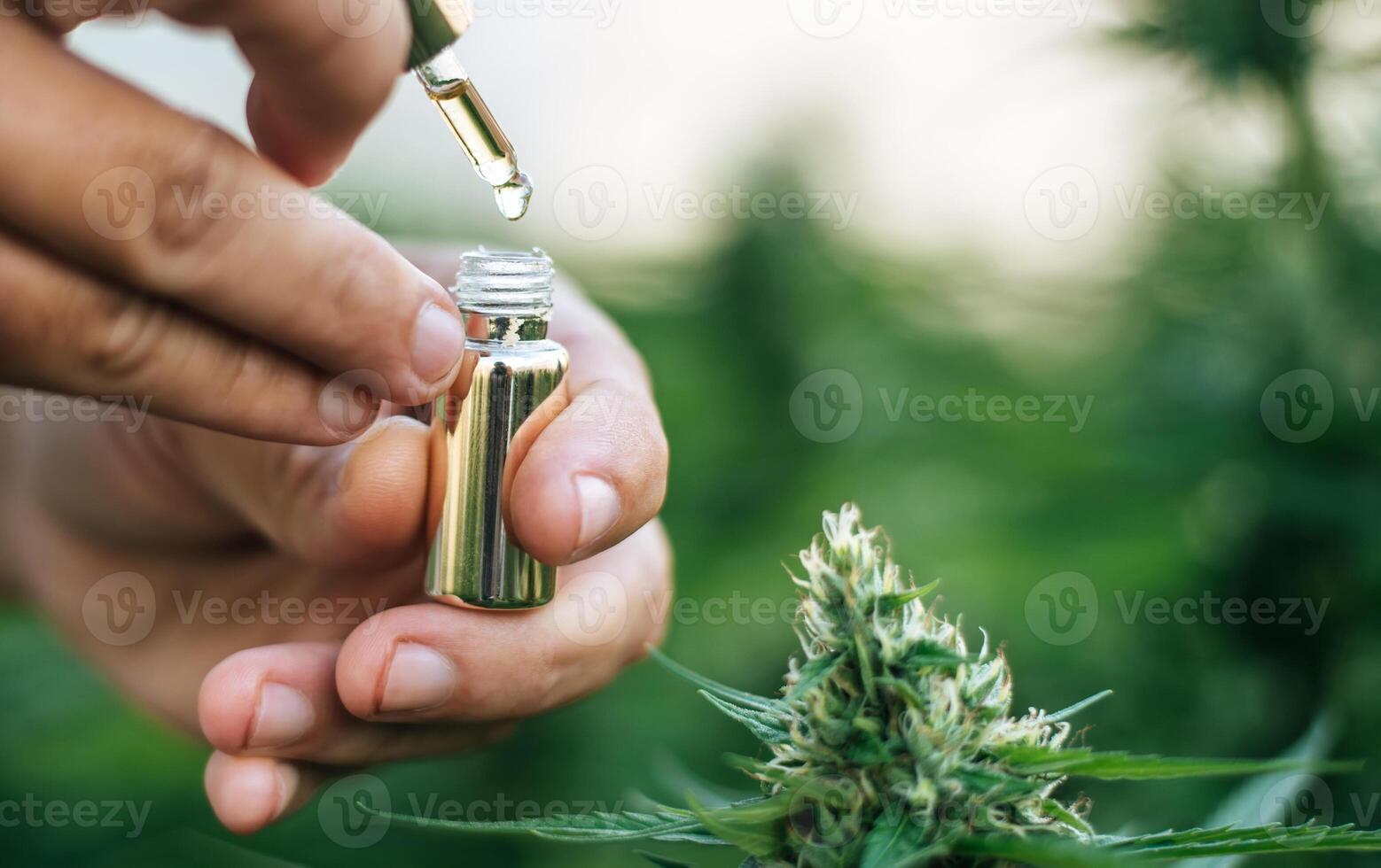 Close up hand of Marijuana researcher holding a chemical dropper filled with cannabis extract. Cannabis business and alternative medicine concept. photo
