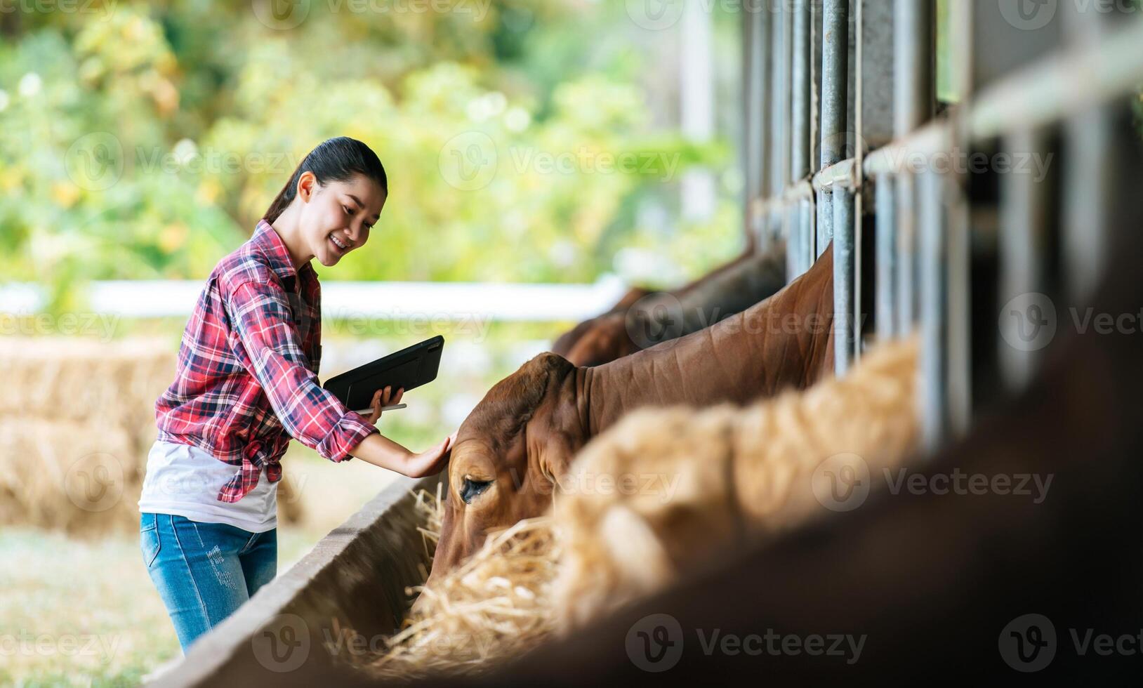 Asian young farmer woman with tablet pc computer and cows in cowshed on dairy farm. Agriculture industry, farming, people, technology and animal husbandry concept. photo