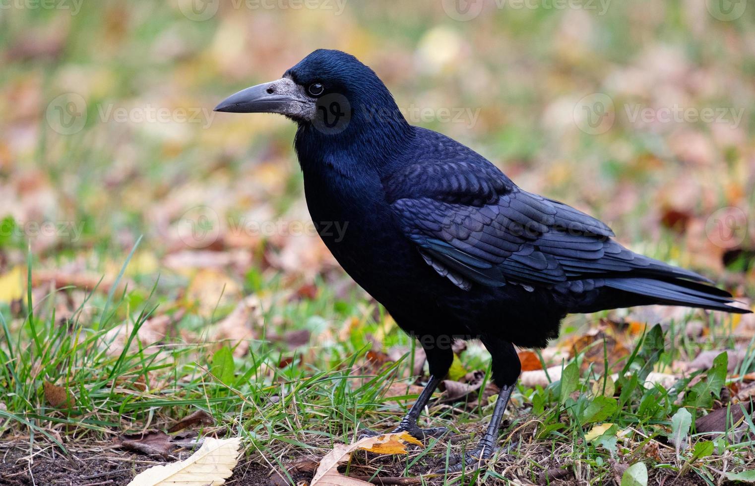 Rook in the park, Corvus frugilegus photo