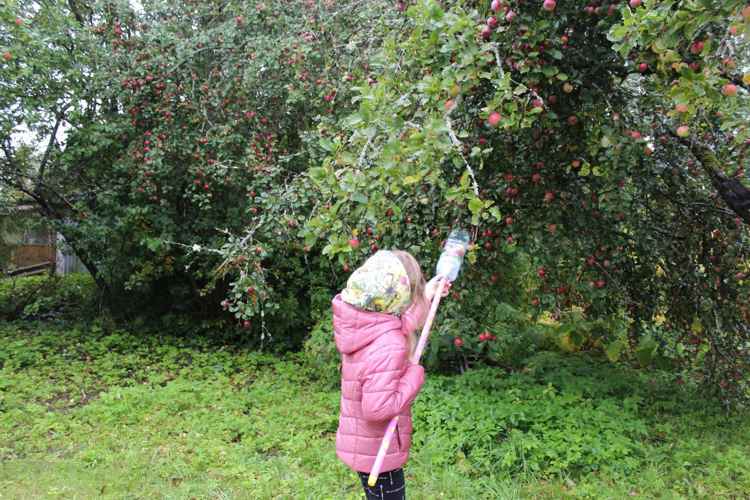 Sankt Petersburg Russia 02 03 2023 girl in a sundress and with a straw basket plucks a ripe red Apple from a branch photo