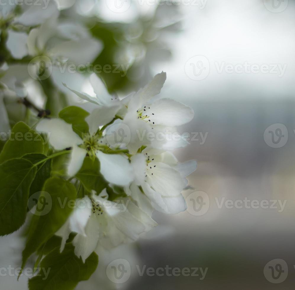 flores de manzana primavera. luz desenfocada. foto