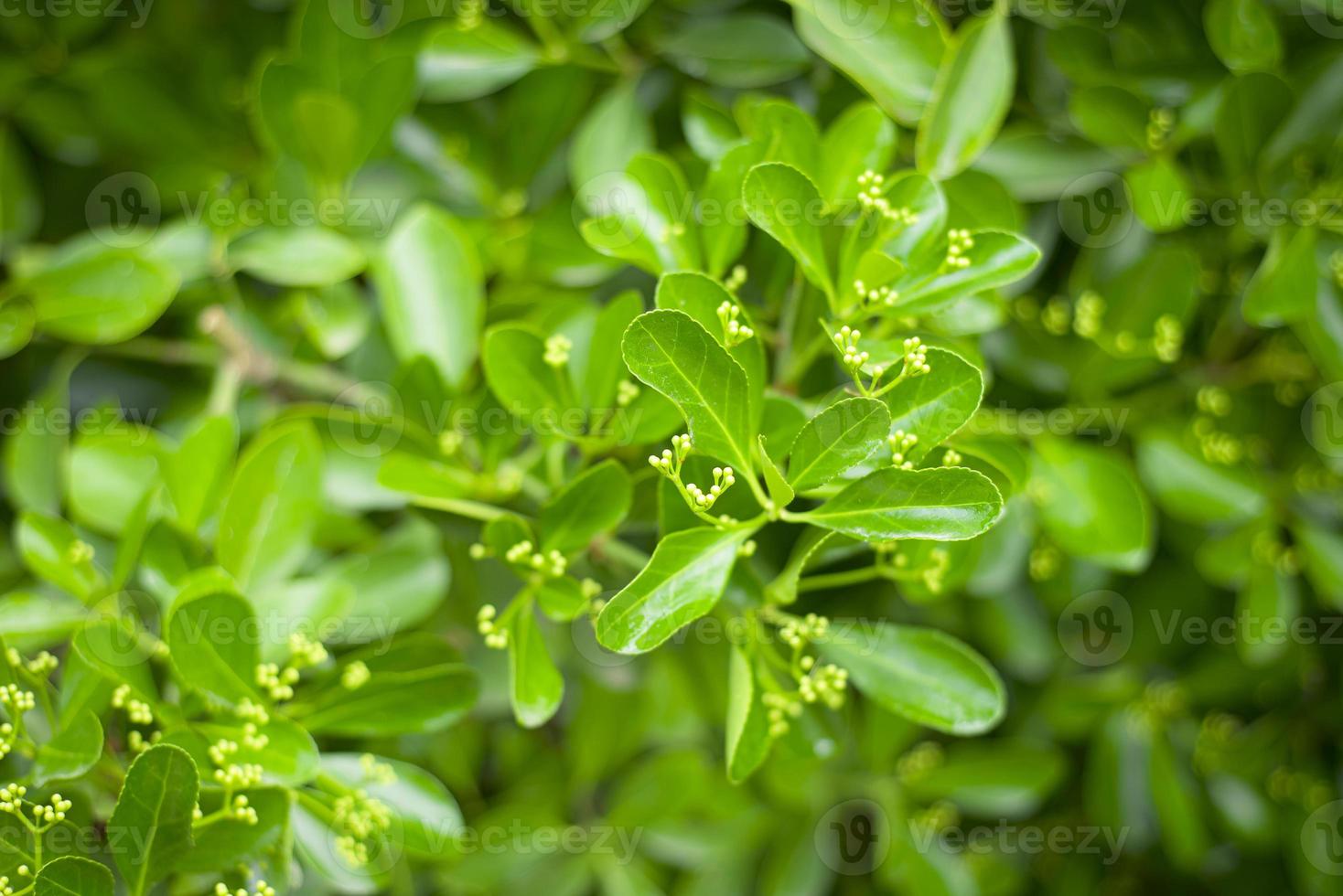 aglaya fragante para el diseño del paisaje. fondos de vegetales verdes. foto