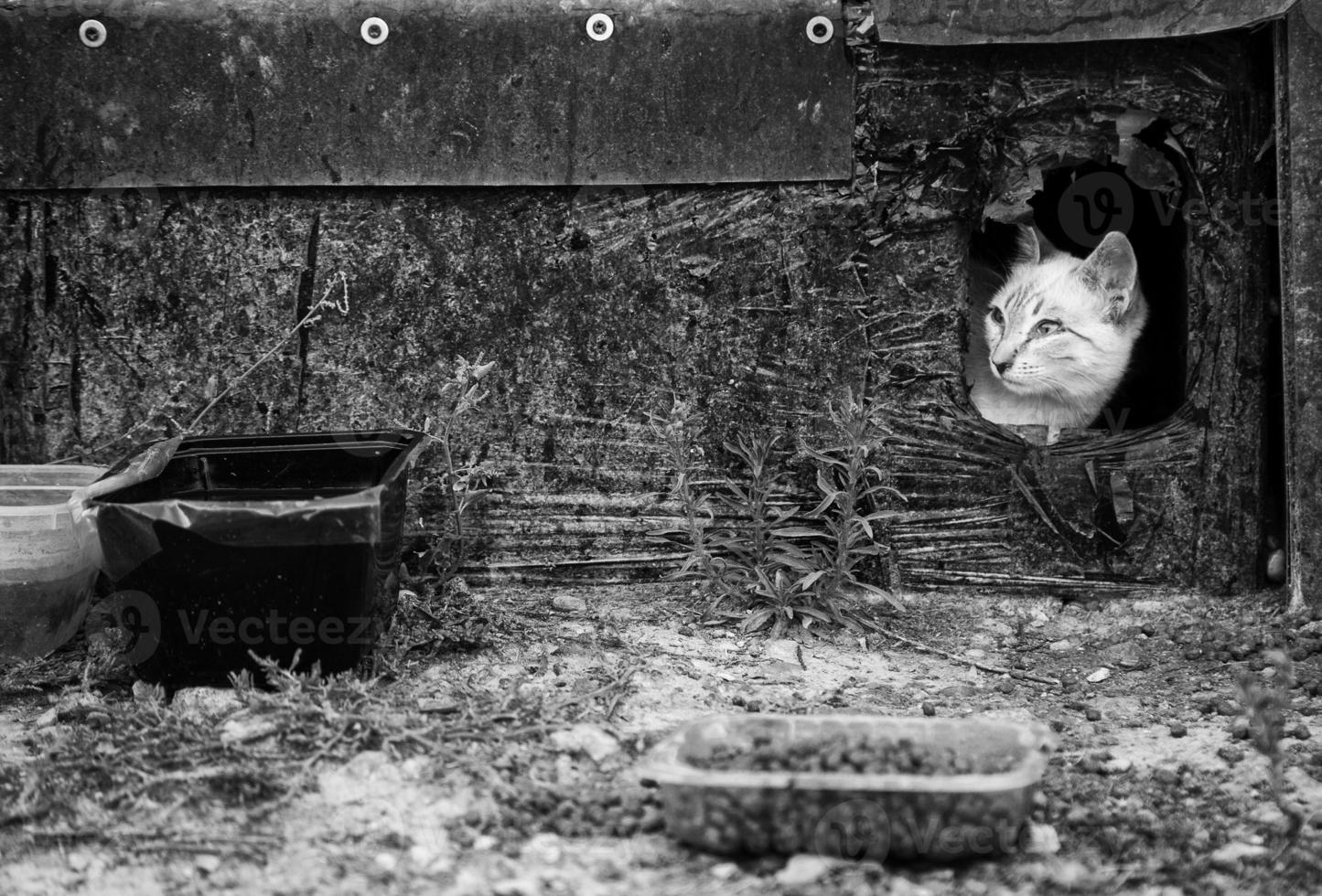 Street abandoned cats photo