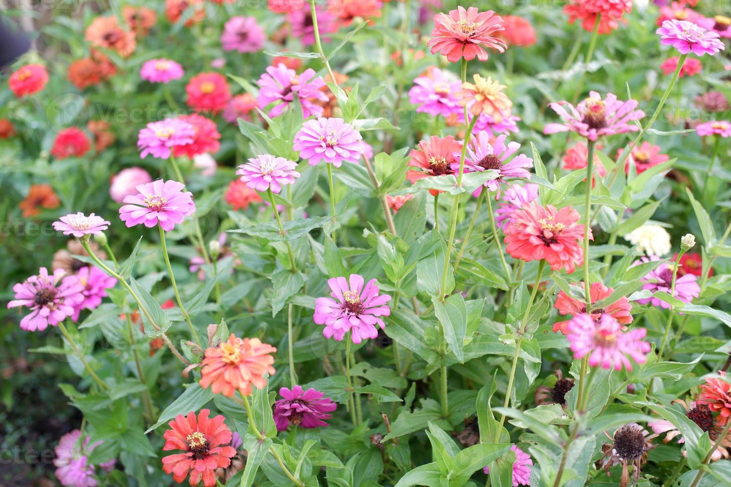 beautiful fresh flowers as a background photo