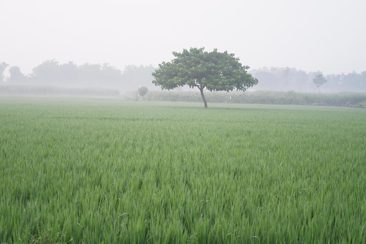 beautiful natural green panorama as a background photo