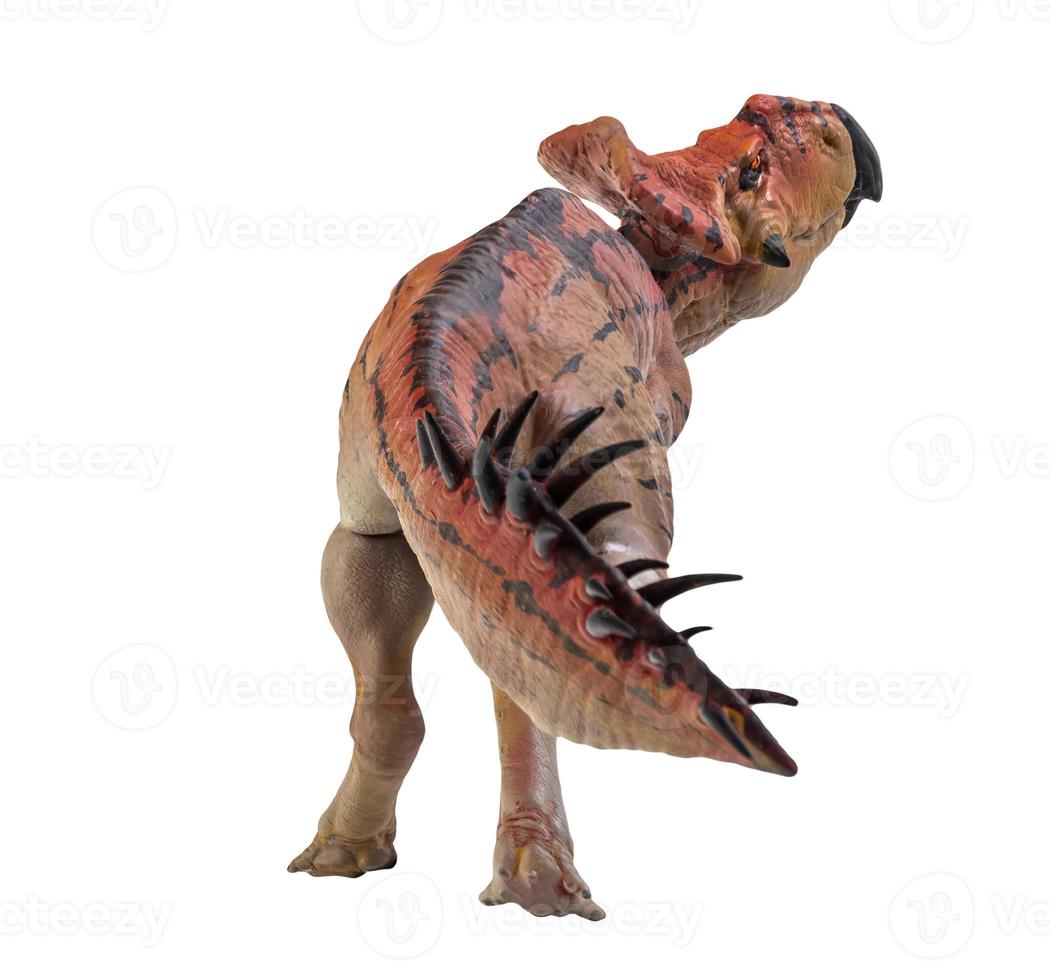 Protoceratops  , dinosaur on  isolated background photo