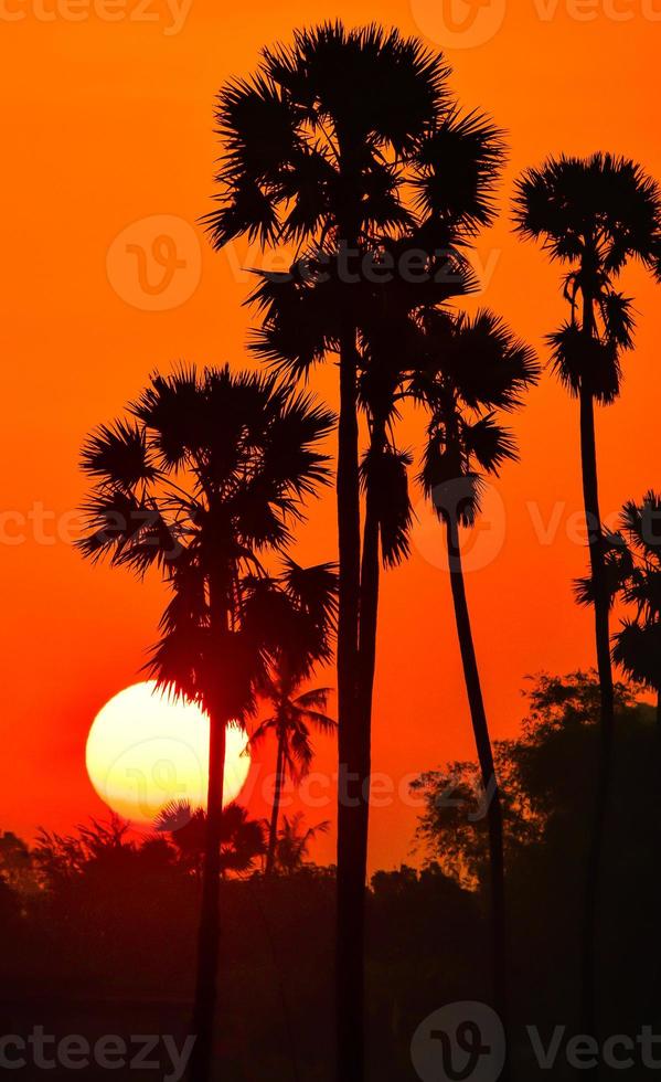 landscape of Sugar palm tree during twilight sunrise  at Pathumthani province,Thailand photo