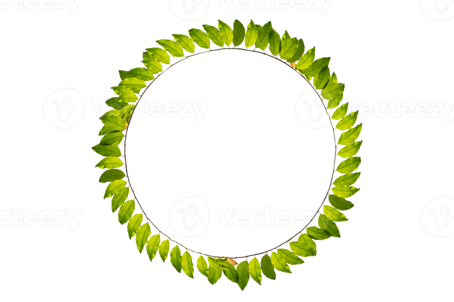 leaf vine circle Isolate on transparent background PNG file