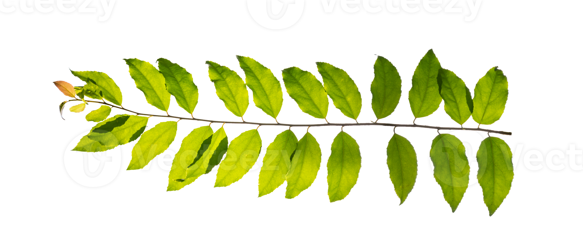 leaf vine Isolate on transparent background PNG file