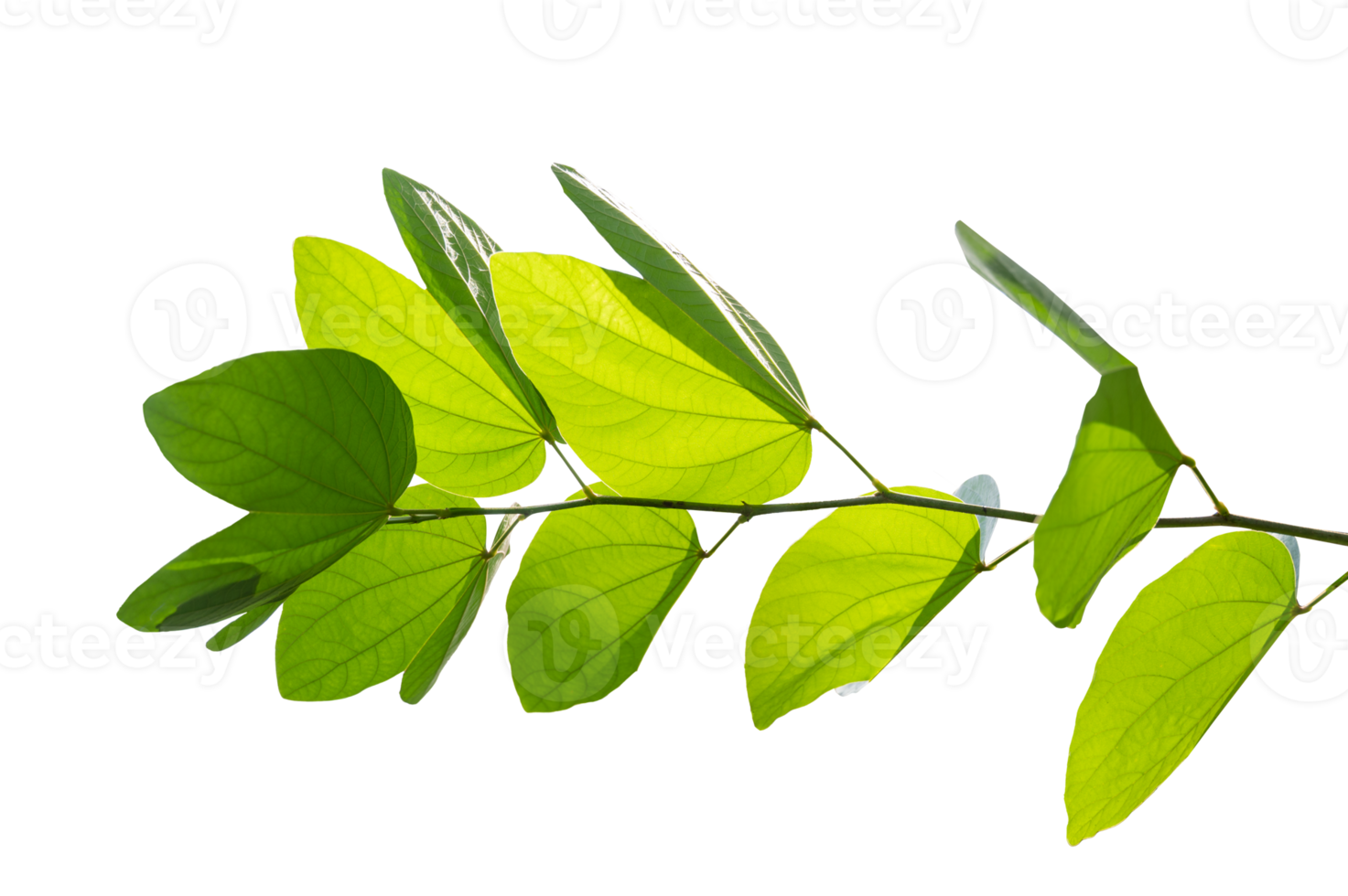 Bauhinia purpurea, green purpurea leaves on Isolate on transparent background PNG file