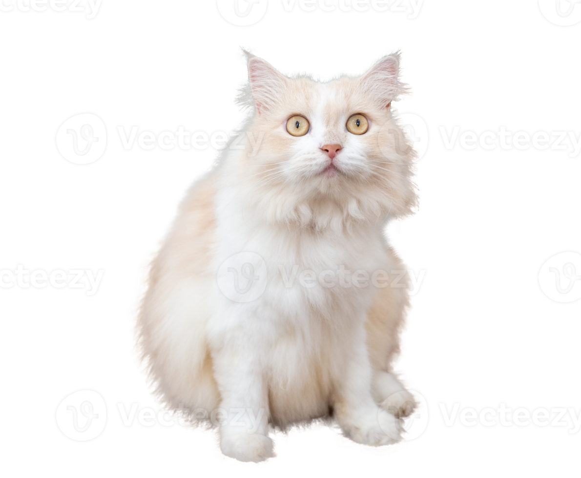 Brown and white Persian cat on Isolate on transparent background PNG file