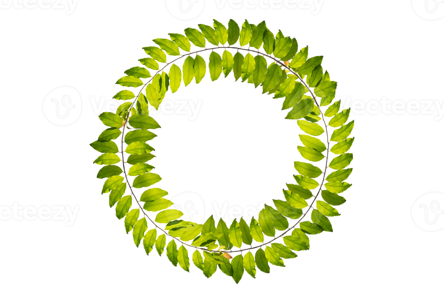 leaf vine circle Isolate on transparent background PNG file