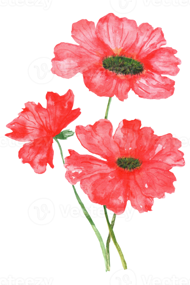 Watercolor red poppy field flowers. A bouquet of poppies. Beautiful flowers for cards. Memorial Day. The poppy is a symbol of memory of war victims png