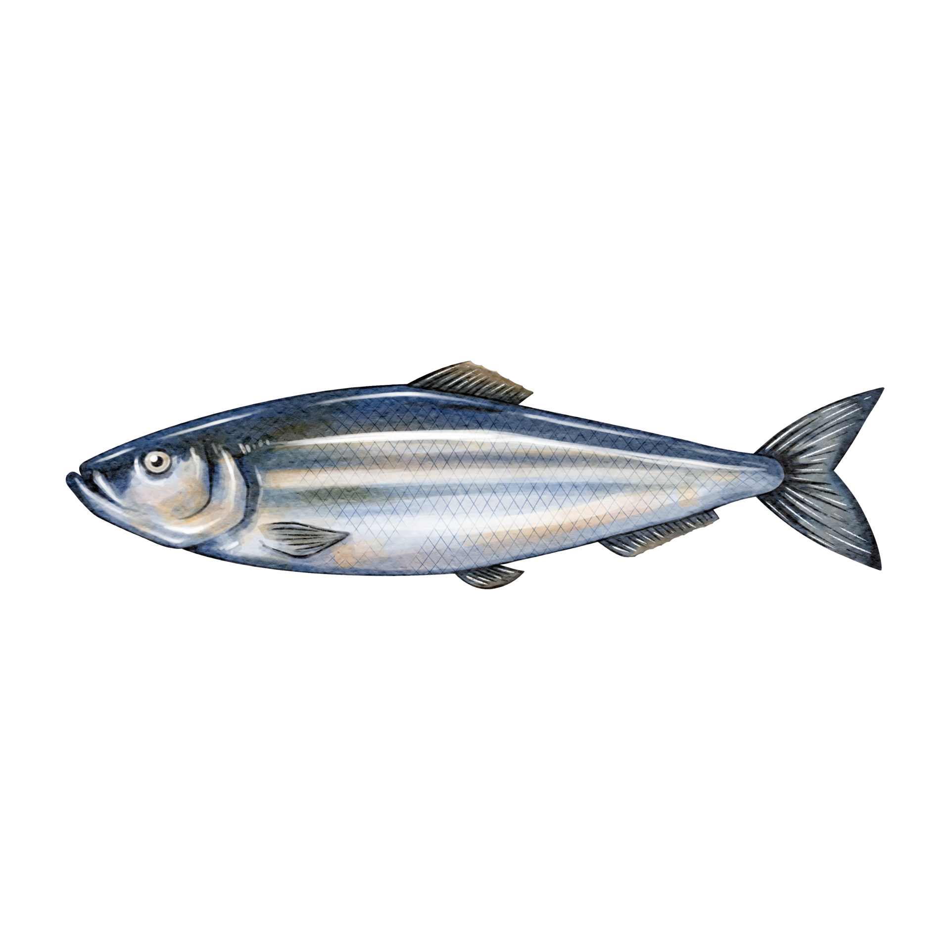 Herring fish water color sketch line art 19044930 PNG