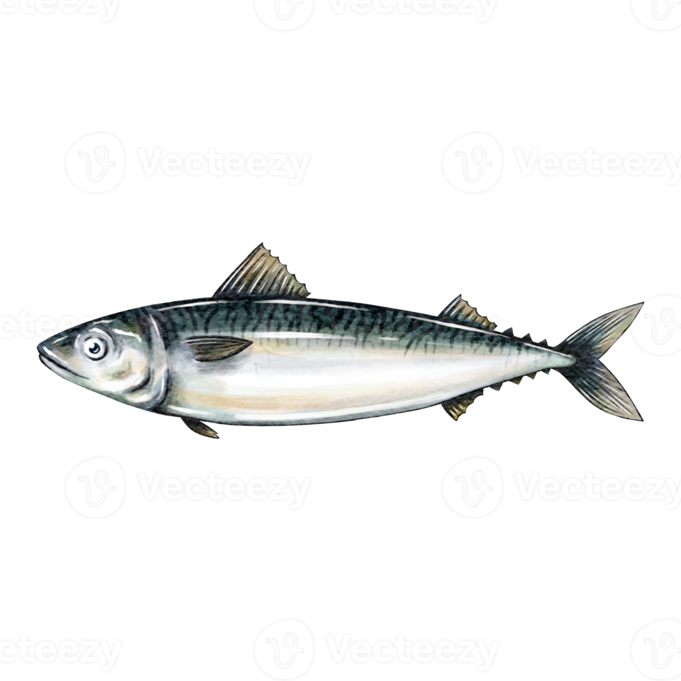 Mackerel fish water color sketch line art png