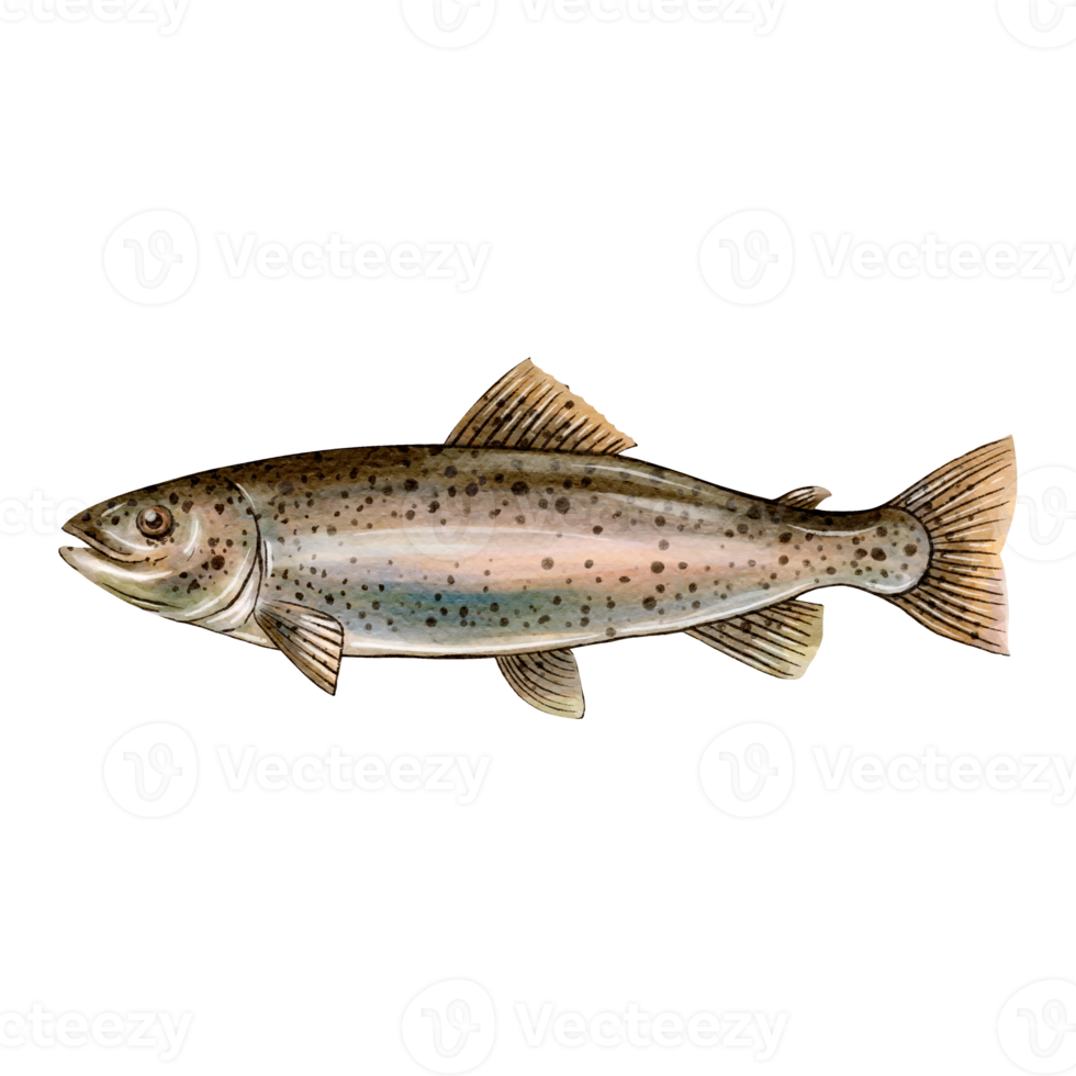 trout fish water color sketch line art png